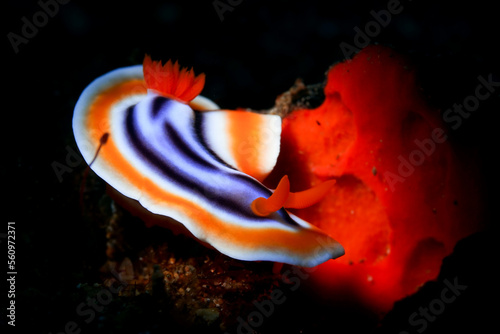 nudibranch with red sponge