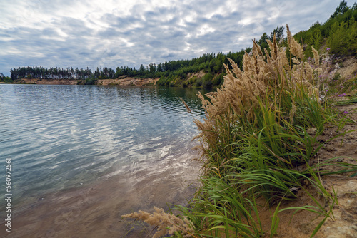 Bushes of forest reeds on the lake shore .