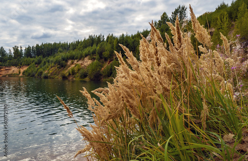 Bushes of forest reeds on the lake shore .