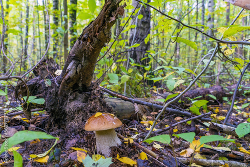 A white mushroom with a strong leg in a wet forest .