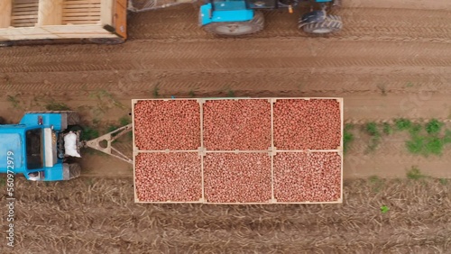 a blue tractor is carrying potatoes. Harvesting period from the fields. The farmer is carrying potatoes grown in his field. fresh vegetables. tractor with trailer. 4k Aerial Footage photo