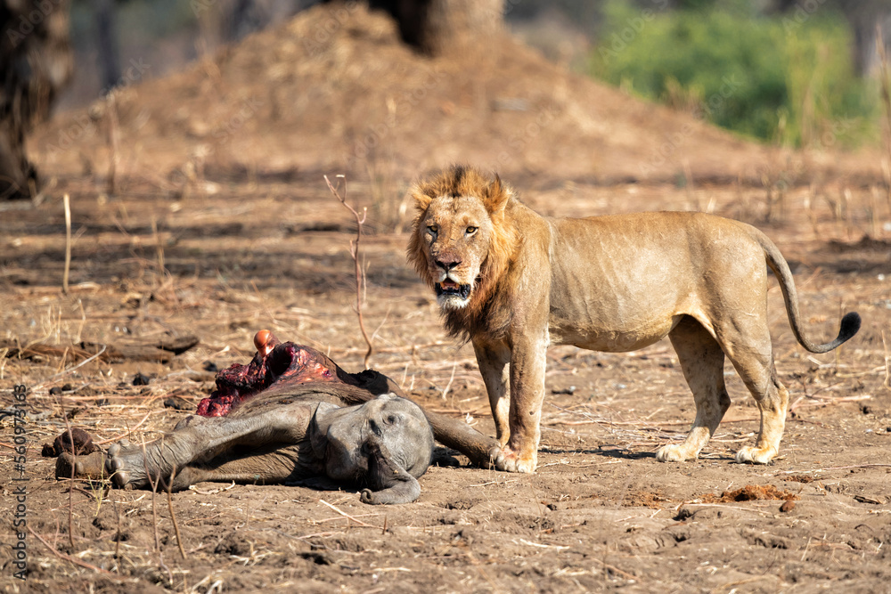 African Lion (Panthera leo) male eating from a African Elephant (Loxodonta africana) calf kill in Mana Pools National Park, Zimbabwe African Lion (Panthera leo) male eating from a African Elephant (Loxodonta africana) calf kill in Mana Pools National Park, Zimbabwe