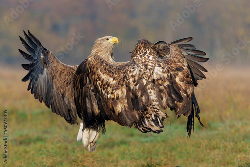 Eagle battle. White tailed eagles (Haliaeetus albicilla) fighting for food on a field in the forest in Poland © henk bogaard