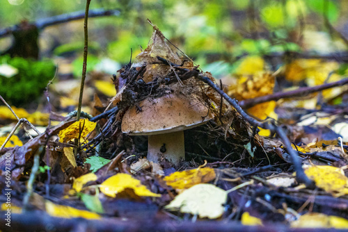 A strong white mushroom comes out of the soil in the autumn forest .