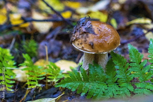 A strong white mushroom comes out of the soil in the autumn forest .