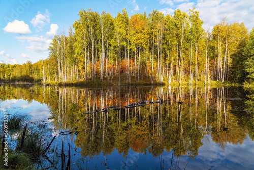 Autumn trees in the forest are reflected in the pond .
