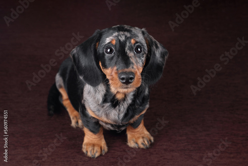 Cute little dachshund puppy on brown background