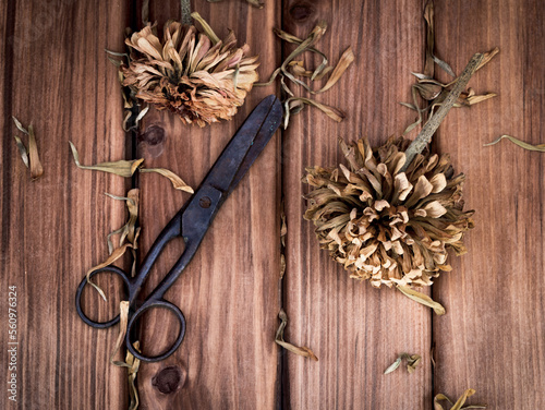 Top view of old vintage scissors and dried wild flowers on wooden background