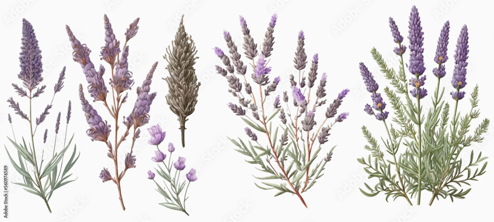 Lavender flowers set. Hand-painted wedding herbs, plants and a monogram with elegant leaves for the invitation preserve the design of the business card.
