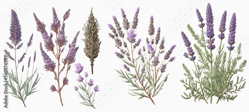 Lavender flowers set. Hand-painted wedding herbs, plants and a monogram with elegant leaves for the invitation preserve the design of the business card. photo