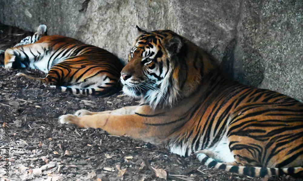 Two Sumatra tigers sleeping in the den Two Sumatra tigers sleeping in the den