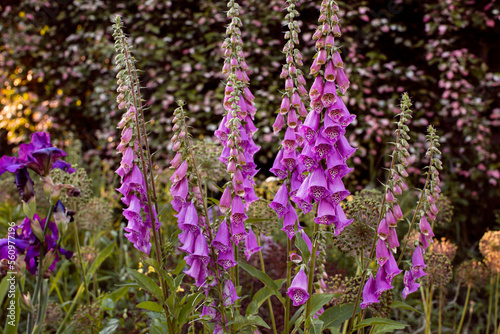 purple foxglove spike in the garden.