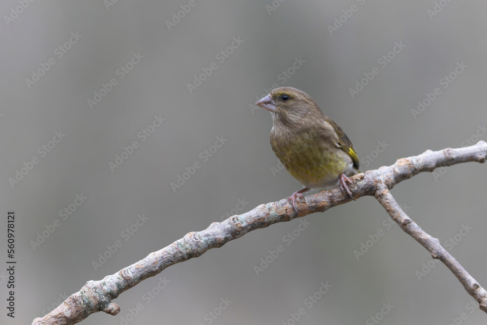 Green finch Chloris chloris sitting on a branch Green finch Chloris chloris sitting on a branch