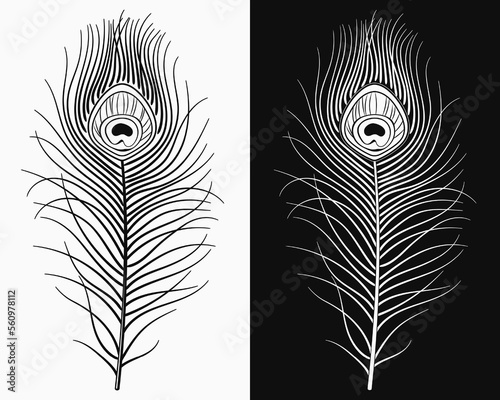 Peacock feather. Fluffy feather from peafowl tail. Black and white design element for carnival, show etc