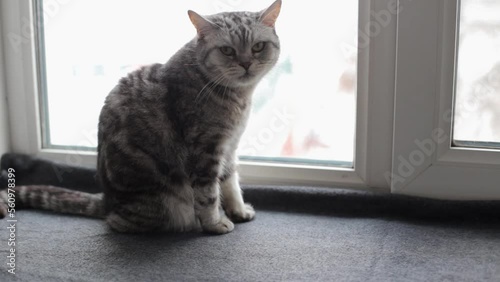 Wallpaper Mural A gray British cat sits on the window and looks around. Beautiful cat sits on the windowsill at home Torontodigital.ca