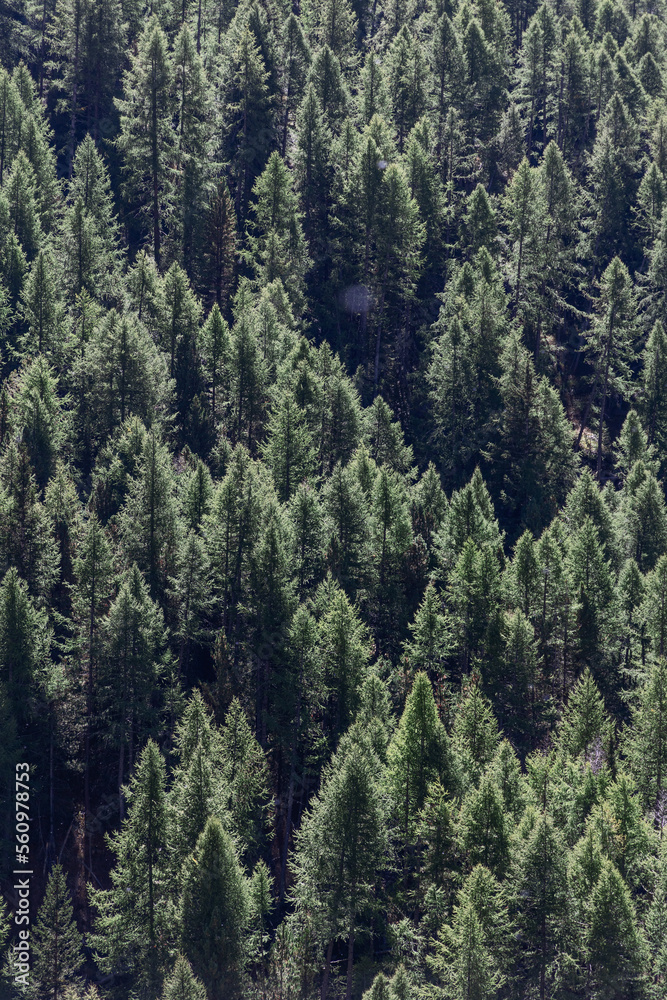 Obraz premium Panoramic shot of crowns of green coniferous trees in dense impenetrable forest lit by bright daytime sunlight, vertical shot, Aosta valley, Italy
