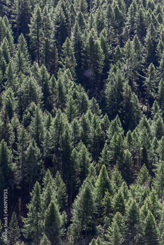 Panoramic shot of crowns of green coniferous trees in dense impenetrable forest lit by bright daytime sunlight, vertical shot, Aosta valley, Italy