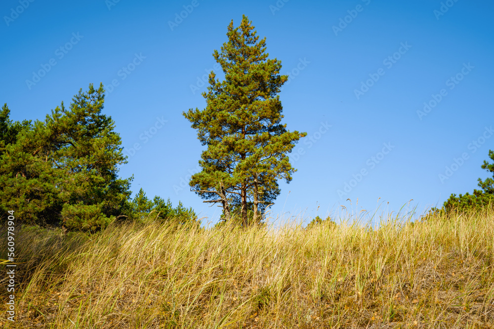 Tall pine tree in autumn meadow, yellow vegetation