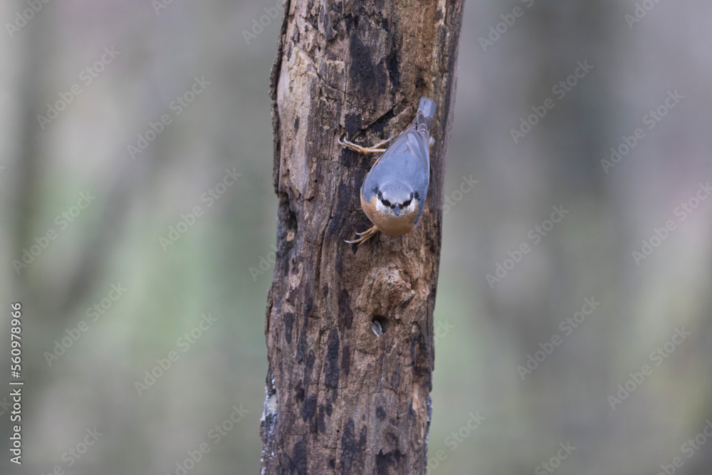 sitta europeae European nuthatch climbing on a dead tree in close view sitta europeae European nuthatch climbing on a dead tree in close view