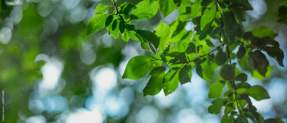 Tree branches with green leaves view from below Tree branches with green leaves view from below