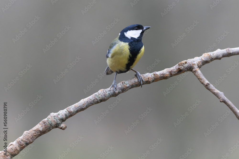 Great Tit Parus major, a passerine bird, perched Great Tit Parus major, a passerine bird, perched