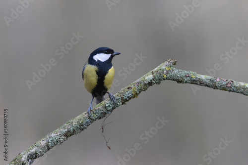 Great Tit Parus major, a passerine bird, perched © denis