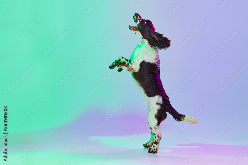 Studio image of smart dog, english springer spaniel posing on hind legs over gradient green purple studio background in neon. Concept of pets, domestic animal, care