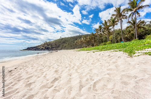 Plage avec sable et cocotiers  Grand-Anse    le de la R  union 