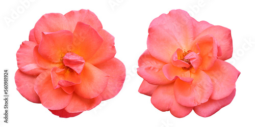   Orange rose flowers isolated on transparent background  