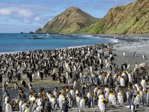 Massed royal penguins standing on Sandy Beach, Macquarie Island photo