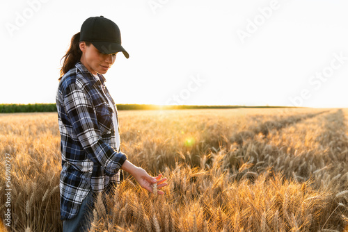 Woman farmer touches the ears of wheat on an agricultural field	