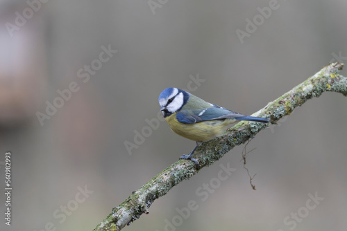 Blue Tit Cyanistes caeruleus perched on a dead branch