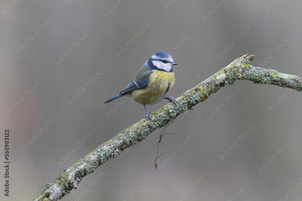 Obraz premium Blue Tit Cyanistes caeruleus perched on a dead branch