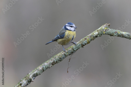 Blue Tit Cyanistes caeruleus perched on a dead branch © denis
