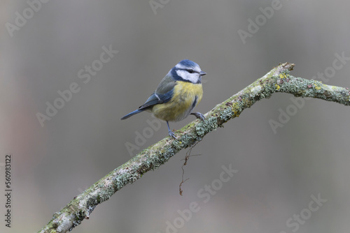 Blue Tit Cyanistes caeruleus perched on a dead branch