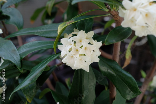 Fotografía white Winter Daphne ,Daphne odora in blooming