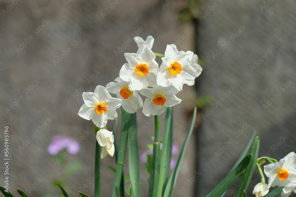 narcissus in full blooming at the garden narcissus in full blooming at the garden