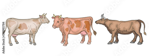 Animals, a color image of a cow. Vector drawing.