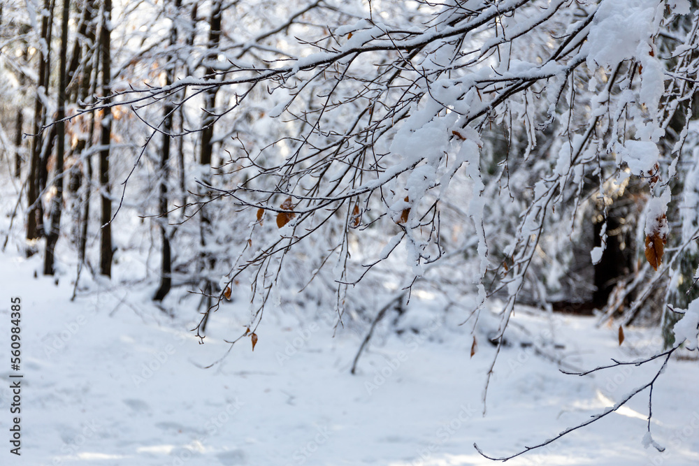 Tree branches covered with fresh white snow in the forest in Beskid Mountains, Poland. Tree branches covered with fresh white snow in the forest in Beskid Mountains, Poland.