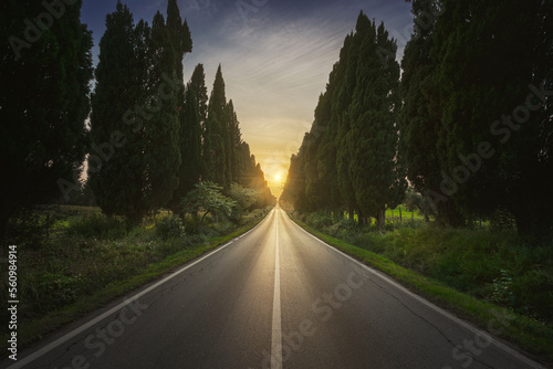 The cypress tree-lined avenue of Bolgheri and the sun in the middle. Maremma, Tuscany, Italy