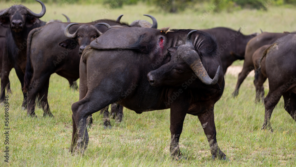 a yellow-billed oxpecker feeding on blood from an injured buffalo a yellow-billed oxpecker feeding on blood from an injured buffalo