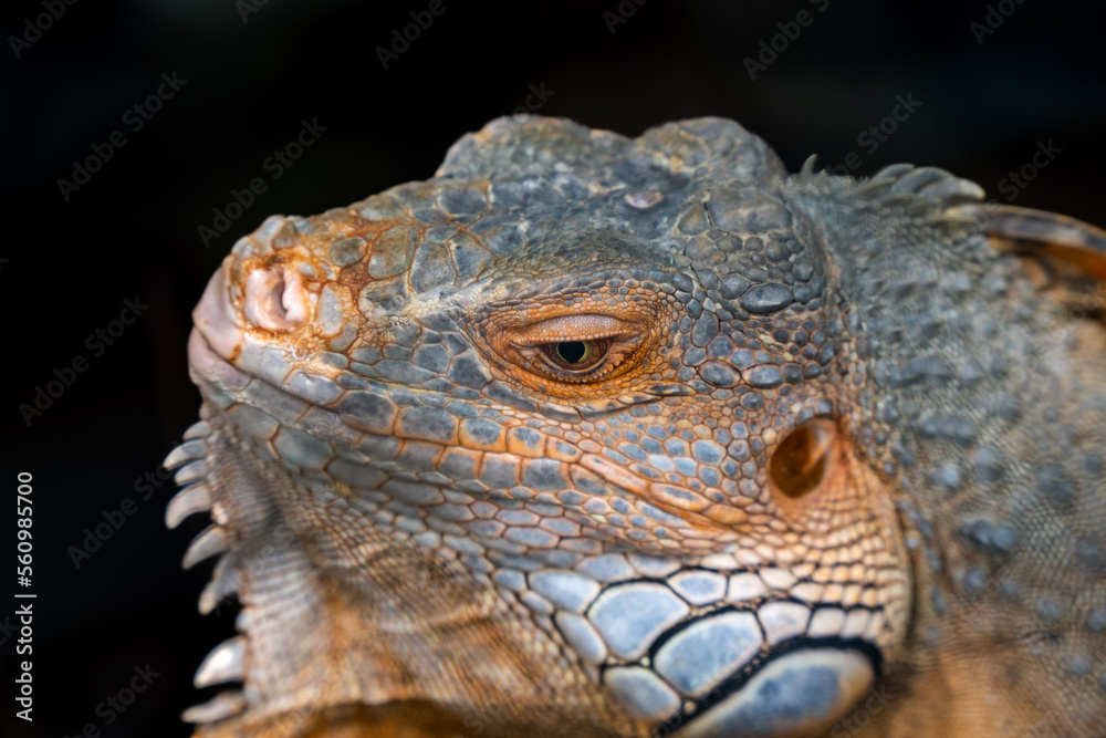 Fototapeta premium Close-up shot of iguana isolated on a black background