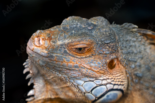 Close-up shot of iguana isolated on a black background