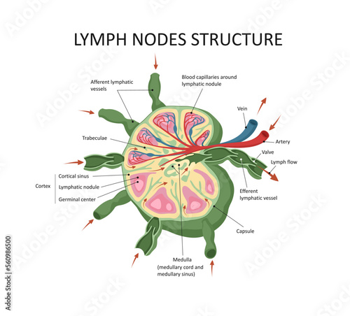 Lymph node structure medical educational science vector illustration. photo