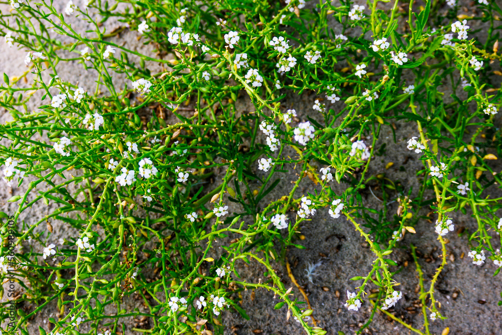 natural pattern on the background of plants natural pattern on the background of plants