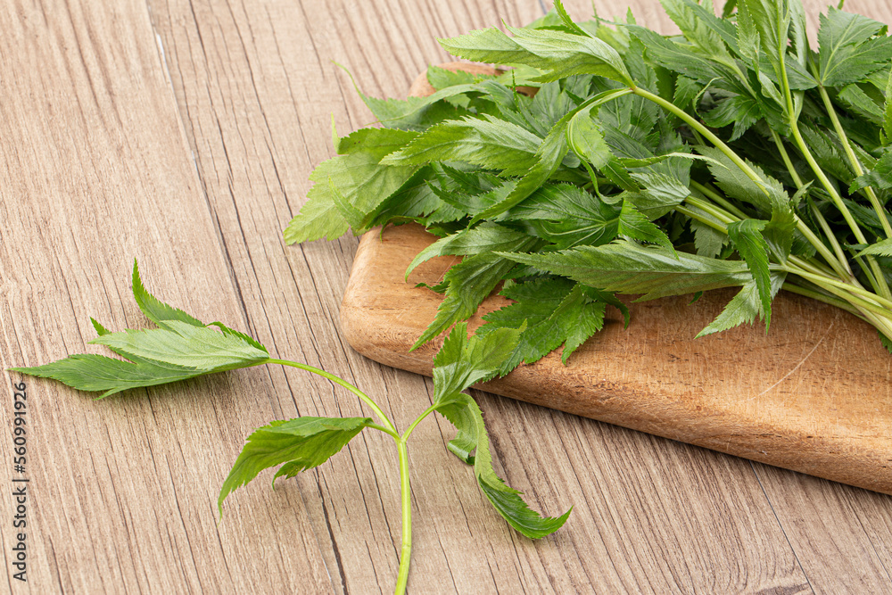 Danggui, a traditional Korean herbal medicine angelica Danggui, a traditional Korean herbal medicine angelica
