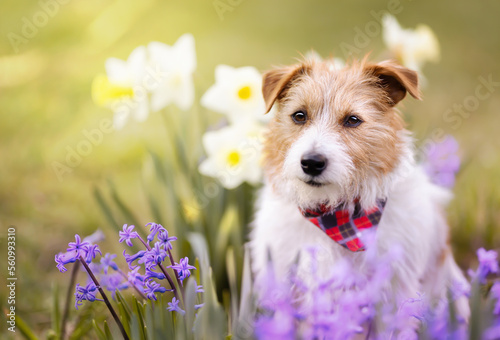 Happy cute jack russell terrier pet dog puppy smiling in the garden with flowers. Spring forward, easter background.