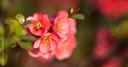 Blooming pink japanese quince easter flowers. Spring forward  springtime floral banner.