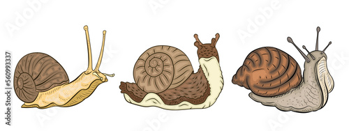 Snail, vector drawing. Color image.