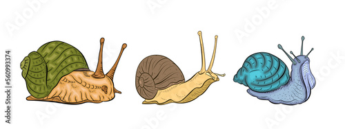 Snail, vector drawing. Color image.